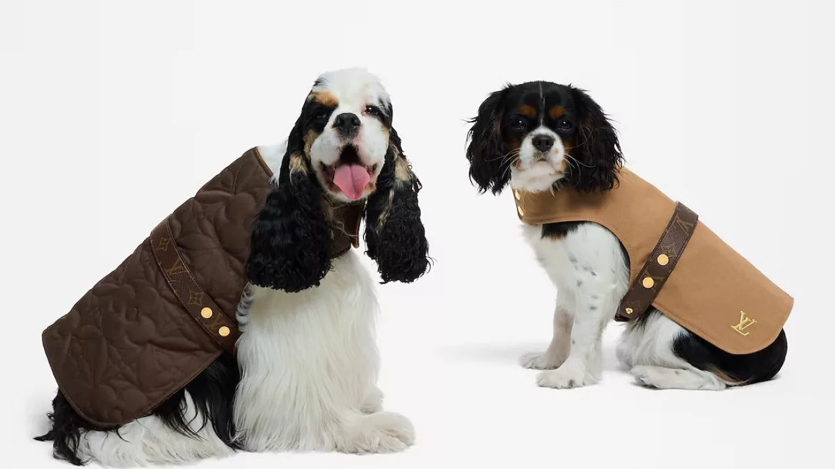 Peludos premium: marcas de lujo se cuelan en el mundo pet con ropa, collares y transportines de hasta US$ 5.000