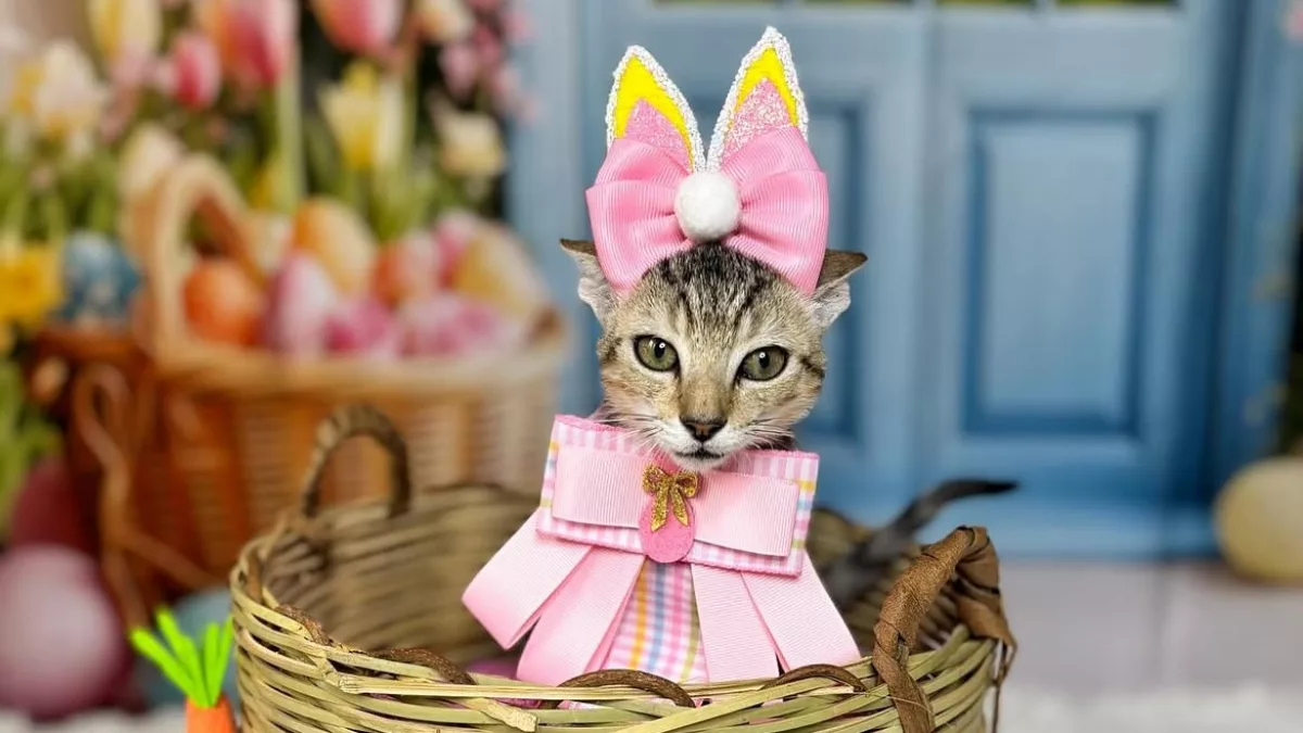 Spa para mascotas: la estética canina y felina evoluciona con pedicure y tratamientos capilares con música relajante