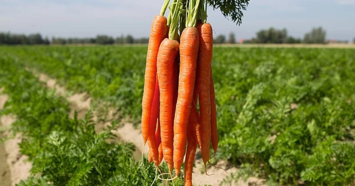 Agricultores exploran nuevas opciones para aprovechar la producción de zanahoria