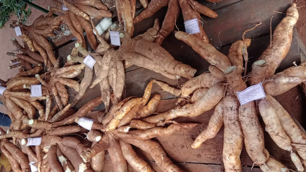 Mandioca en números: producir una hectárea cuesta G. 16,5 millones y puede dejar G. 7,5 millones
