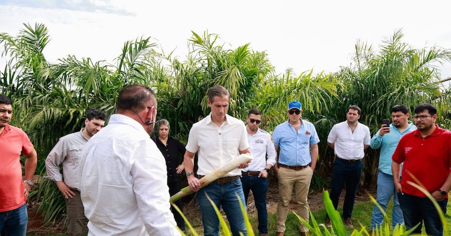 El palmito paraguayo busca conquistar más mercados