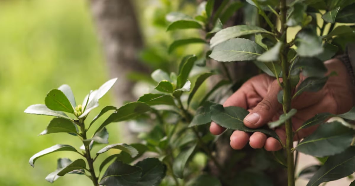 Día de la Yerba Mate: buscan conquistar nuevos mercados con valor agregado e innovación