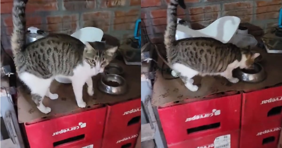 ¡Michi malcriado! Joven mostró que su gato no come si él no está presente