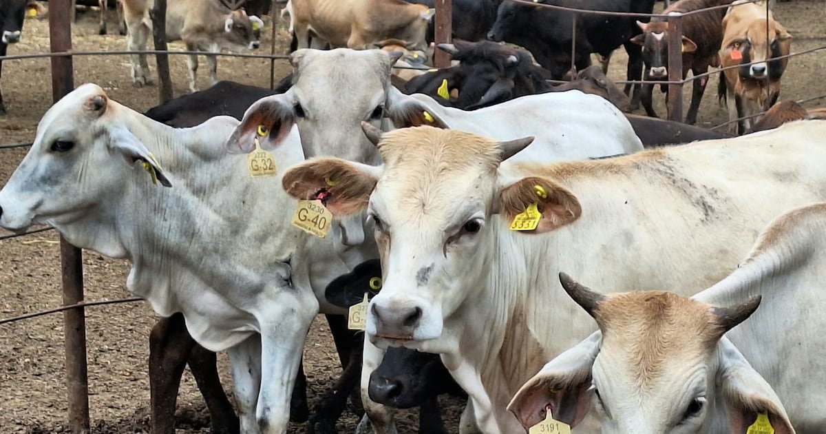 El camino de la hembra bovina hacia su segundo parto