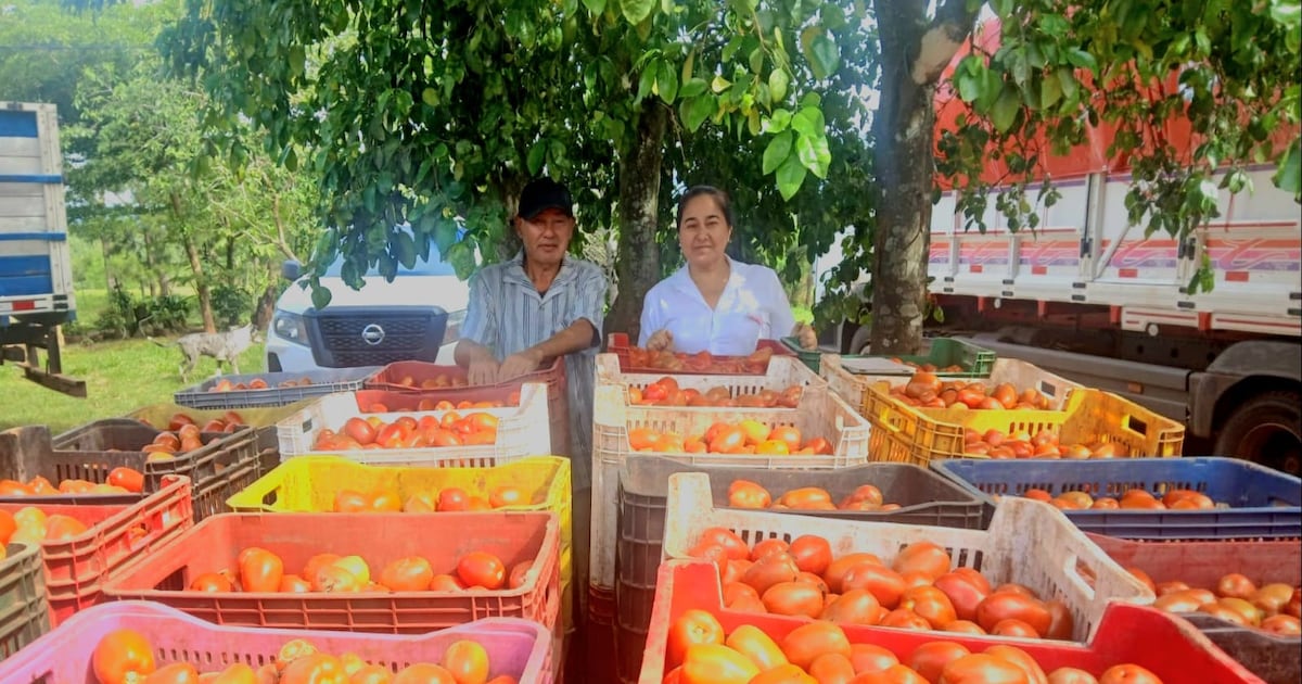 Feria de tomates nacionales agota stock de 5.000 kilos en dos días