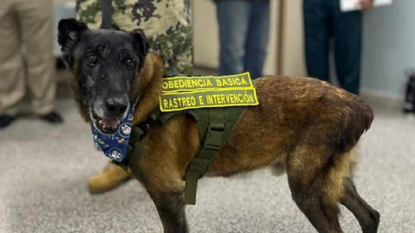 Adiós a un héroe de cuatro patas: Fallece Bronco, el destacado perro militar condecorado