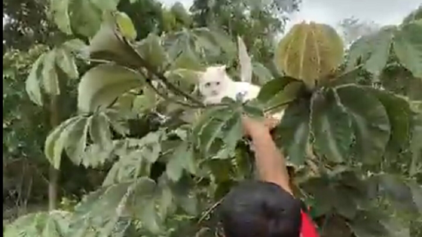 Video: Gatita atrapada en medio de crecida del río Paraná es rescatada por bomberos