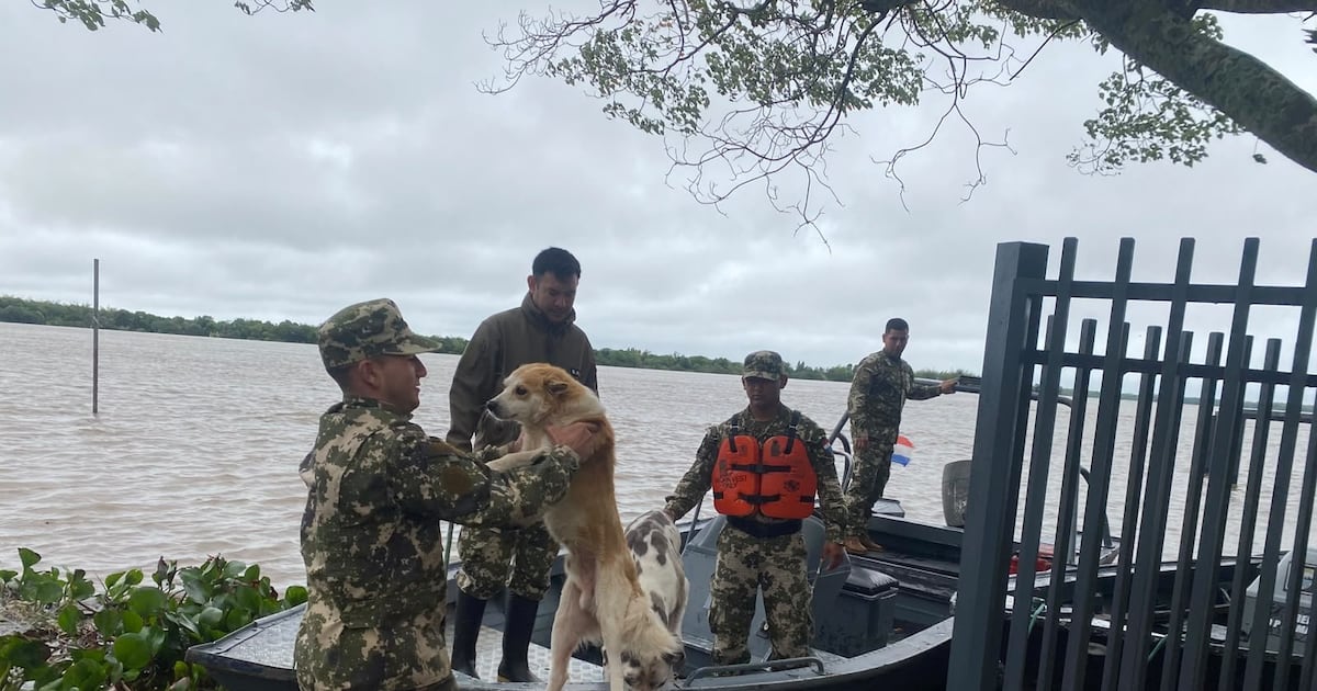 Emergencia en Ayolas: piden ayuda para alimentar a más de 300 animales rescatados