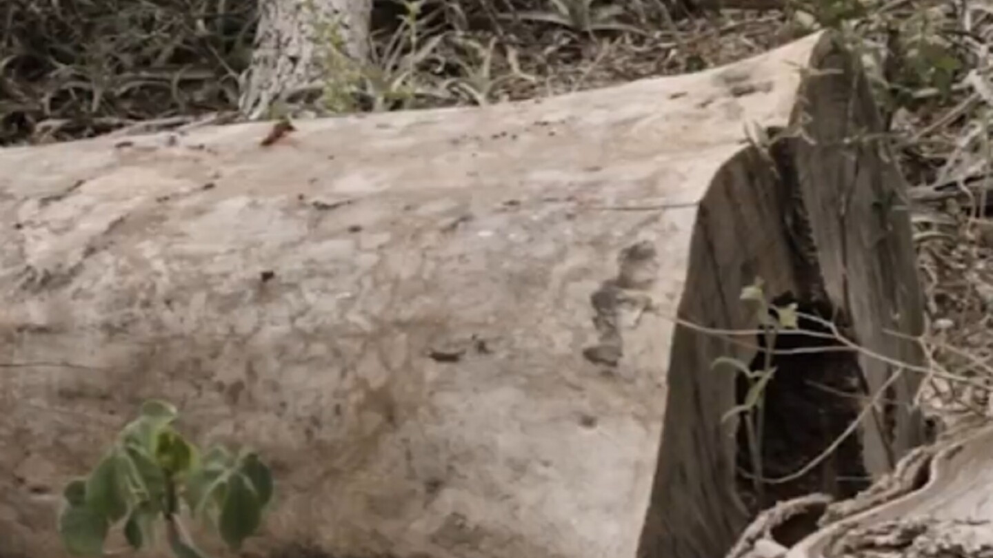 Ayoreos denuncian tala ilegal y robo de palo santo en el Parque Médanos del Chaco