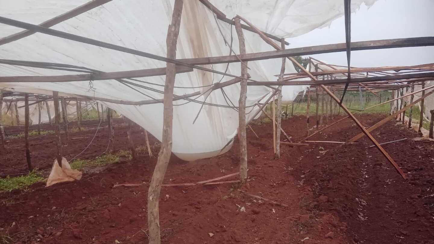 Lluvias intensas amenazan a la producción agrícola y ganadera desde este jueves