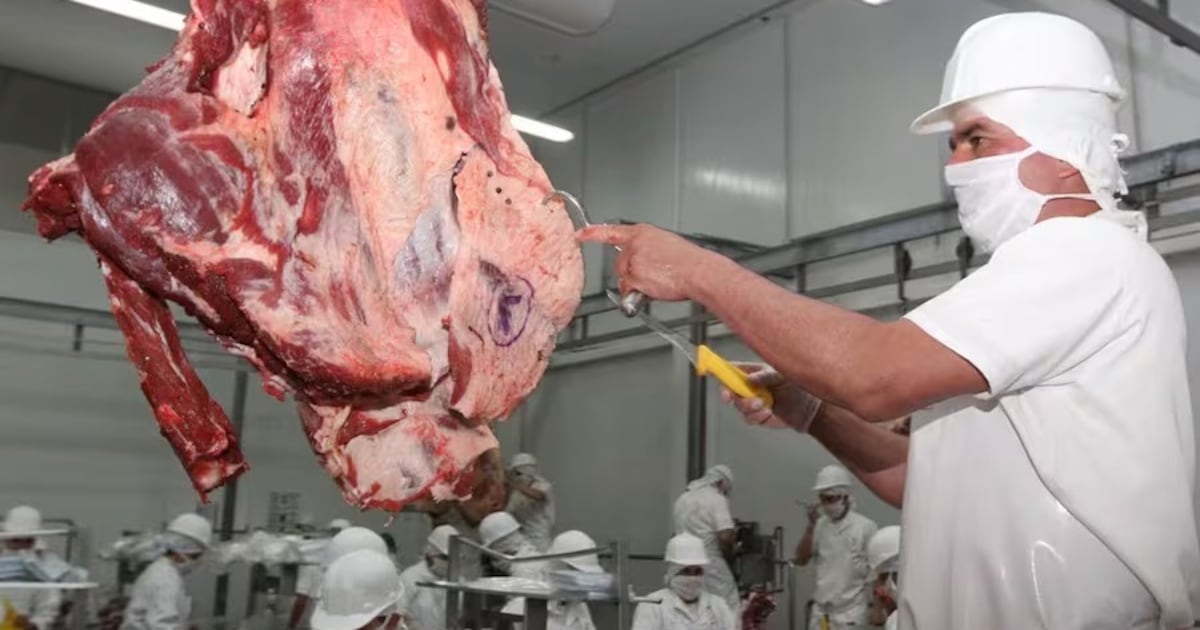 Faena bovina retrocede y frigoríficos operan al 36 % de su capacidad