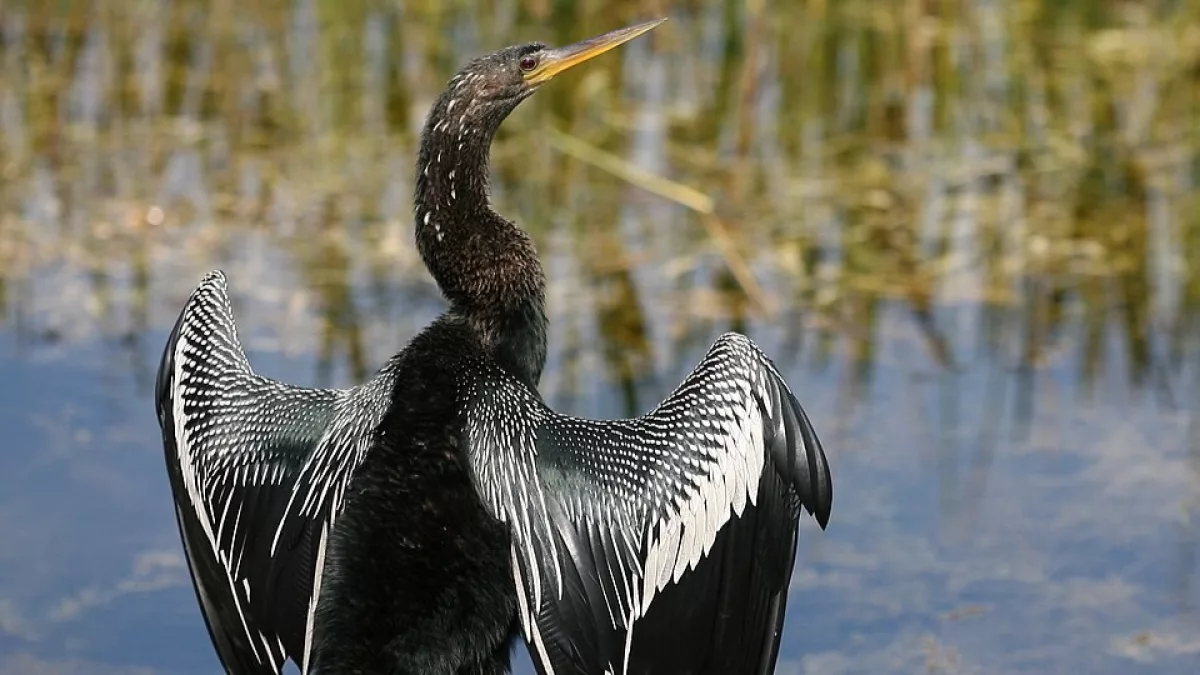 El turismo que levanta vuelo: la observación de aves abre nuevas rutas para explorar Paraguay