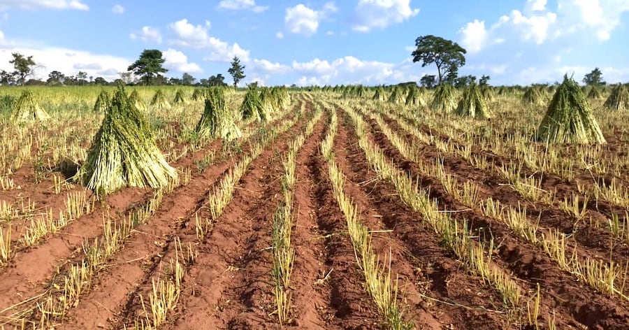Sésamo paraguayo: calidad para competir y crecer en los mercados