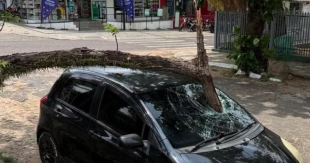 Ráfagas de viento provocan caos, caída de árboles y destrozos en varios puntos de país