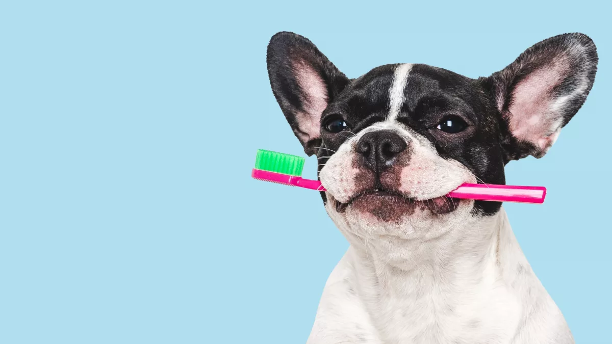 La importancia del cuidado dental en perros: prevención de complicaciones bucales