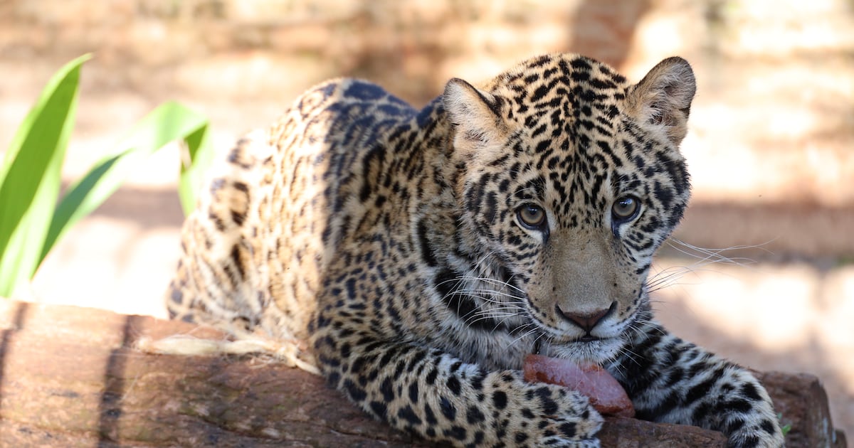 El futuro incierto del jaguareté: la lucha por preservar al mayor felino de América en Paraguay