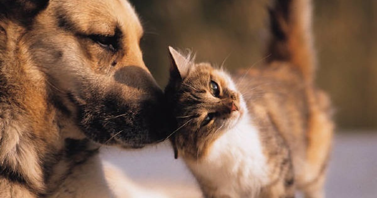 Exportaciones veterinarias de Paraguay superan los USD 88 millones