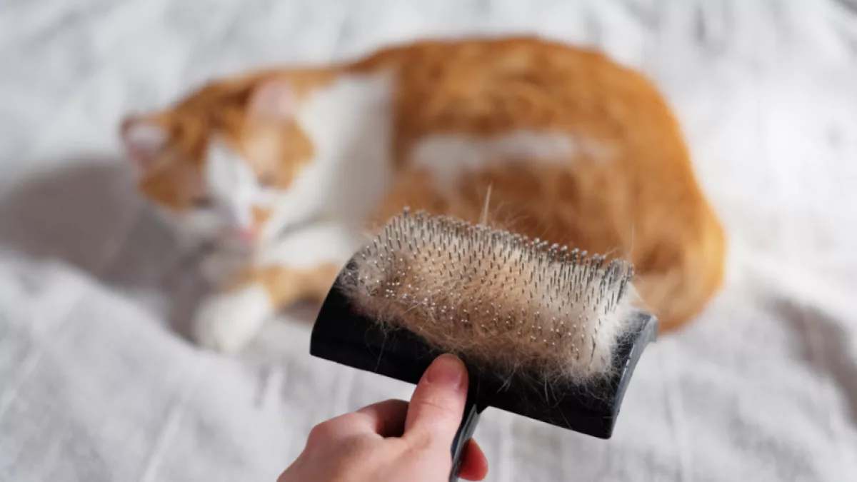 ¿Pelos por toda la casa? Cómo saber si tu gato está mudando el pelaje o tiene un problema de salud