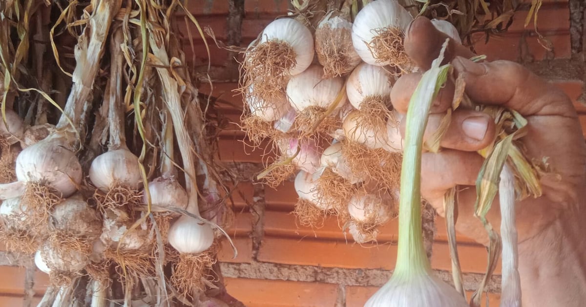 Inicia la cosecha de ajo ITO con buenas perspectivas comerciales en Itapúa