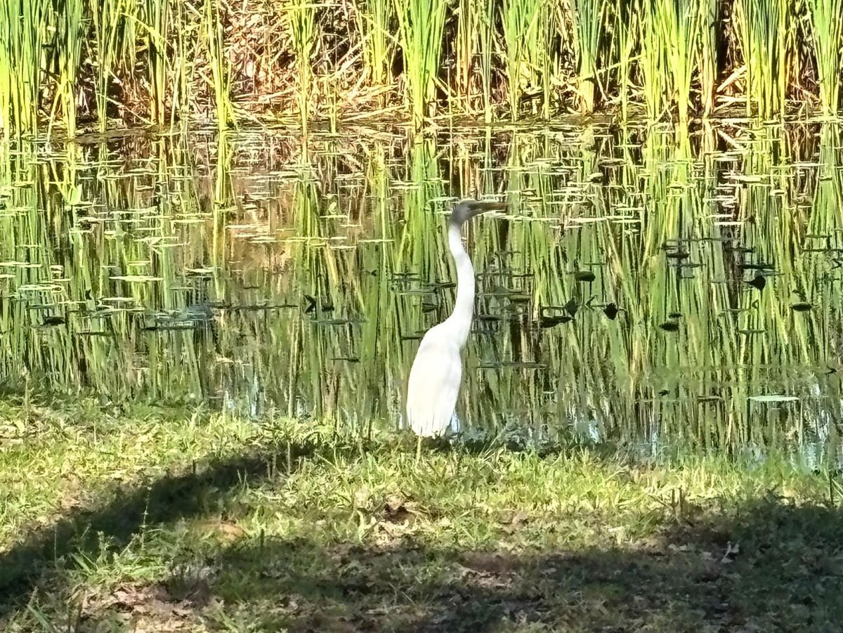 Piden respetar la fauna de Ñu Guasú y Guasú Metropolitano