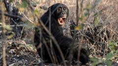 La sangrienta "guerra civil" que los científicos registraron en un grupo de chimpancés